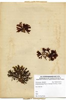 藏品(多扇藻)的圖片